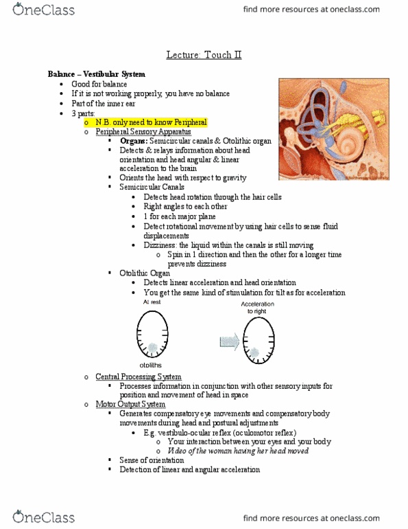BCS 151 Lecture Notes - Lecture 20: Posterior Grey Column, Hair Cell, Motor System thumbnail
