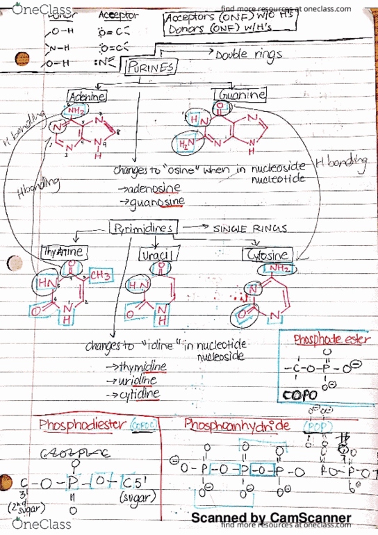 BIOCH200 Lecture 1: The 20 Amino Acids! thumbnail