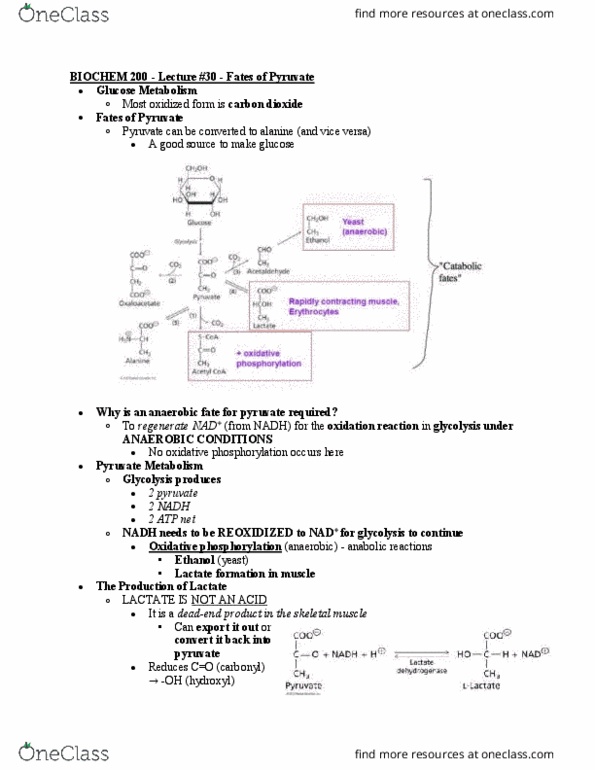 BIOCH200 Lecture Notes - Lecture 30: Pyruvate Dehydrogenase Complex, Pyruvate Dehydrogenase, Acetyl-Coa thumbnail