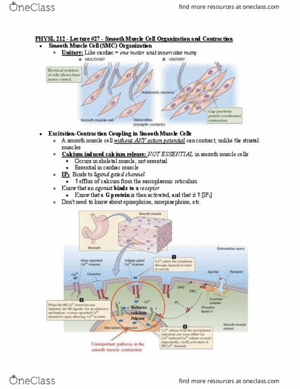 PHYSL212 Lecture Notes - Lecture 27: Smooth Muscle Tissue, Endoplasmic Reticulum, Fundamental Interaction thumbnail