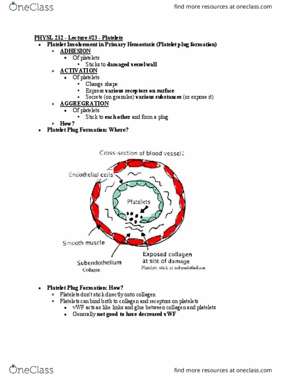 PHYSL212 Lecture Notes - Lecture 23: Hemostasis, Thrombin, Blood Vessel thumbnail