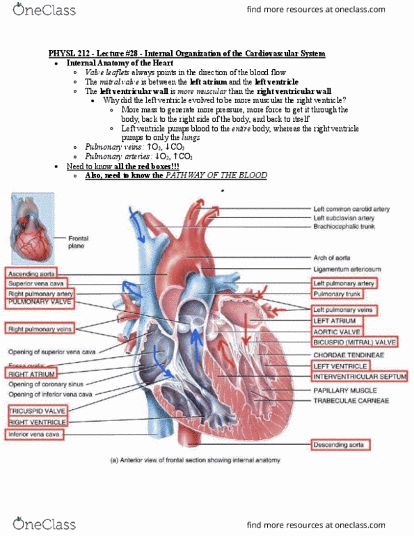 PHYSL212 Lecture Notes - Lecture 28: Tricuspid Valve, Pulmonary Vein, Pulmonary Artery thumbnail