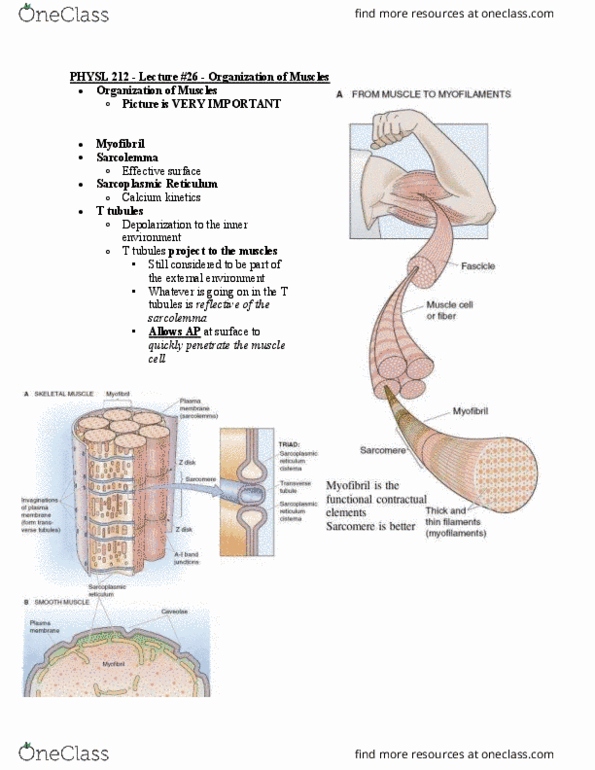 PHYSL212 Lecture Notes - Lecture 26: Endoplasmic Reticulum, Calcium Atpase, Cardiac Muscle thumbnail