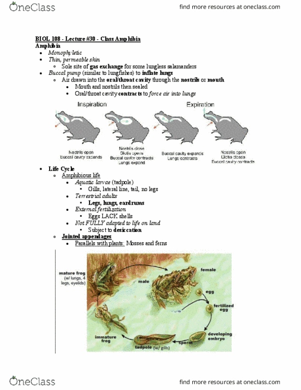 BIOL108 Lecture Notes - Lecture 30: Lungless Salamander, Buccal Pumping, Salamander thumbnail