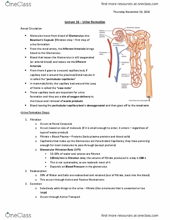 BIO 3302 Lecture Notes - Lecture 16: Renal Function, Oncotic Pressure, Renal Corpuscle thumbnail