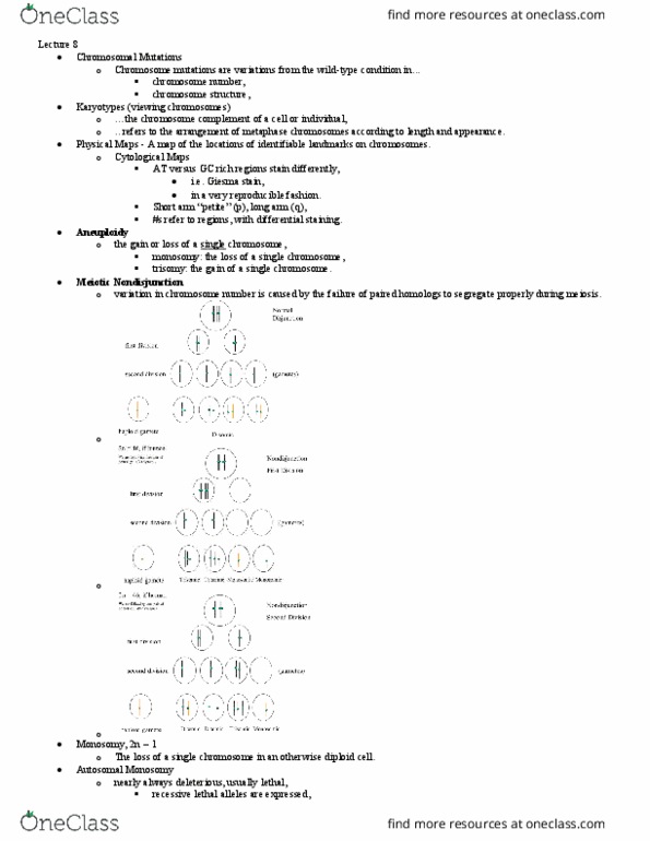 BIOL 321 Lecture Notes - Lecture 8: Xxyy Syndrome, Metaphase, Brassicoraphanus thumbnail