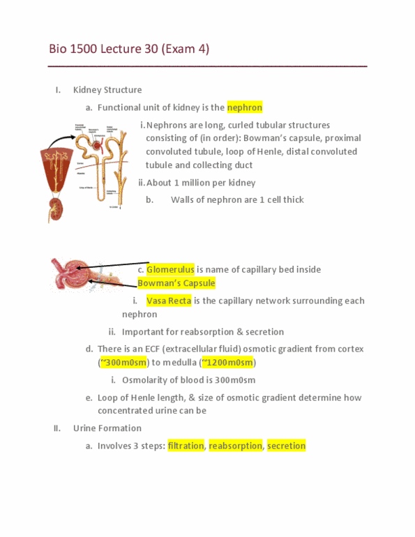 BIO_SC 1500 Lecture Notes - Lecture 30: Distal Convoluted Tubule, Proximal Tubule, Capillary thumbnail