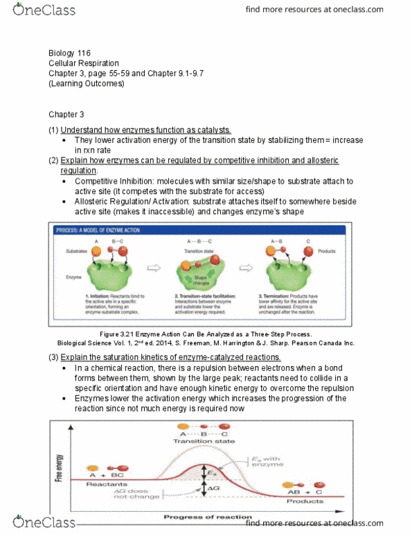 BIOL 116 Chapter 3 (pages 55-59), 9.1-9.7: Learning Outcomes for Cellular Respiration thumbnail