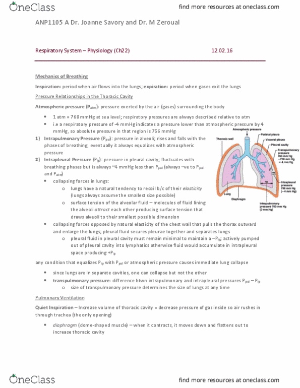 ANP 1105 Chapter 22: Respiratory System Physiology pt 1 thumbnail