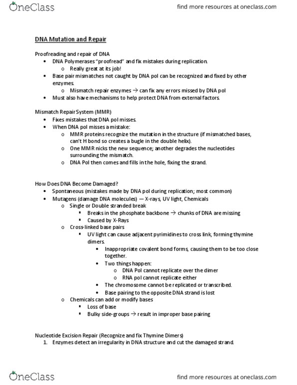 BIOLOGY 172 Lecture Notes - Lecture 19: Dna Mismatch Repair, Proofreading, Base Pair thumbnail