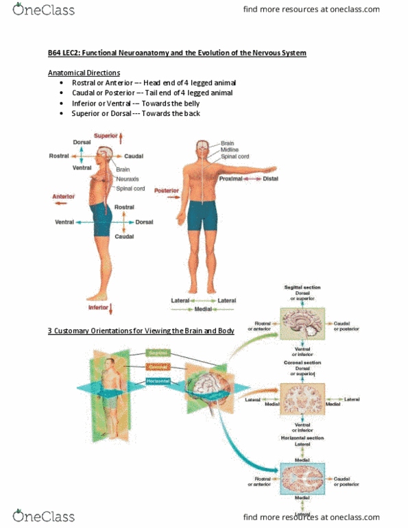 PSYB64H3 Lecture 2: B64 LEC2 thumbnail