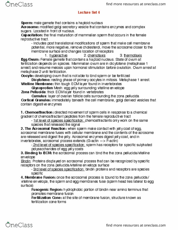 BIOL303 Lecture Notes - Lecture 4: Zona Pellucida, Ovarian Follicle, Chemotaxis thumbnail