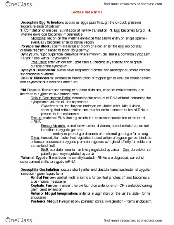 BIOL303 Lecture Notes - Lecture 6: Maternal Effect, Primitive Streak, Polyspermy thumbnail