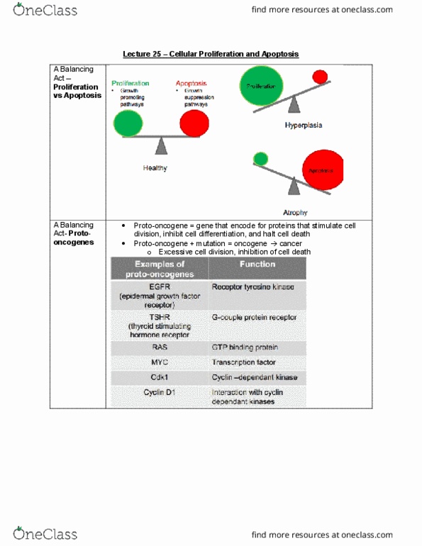 HSS 2305 Lecture Notes - Lecture 25: Tumor Suppressor Gene, Maturation Promoting Factor, Spindle Apparatus thumbnail