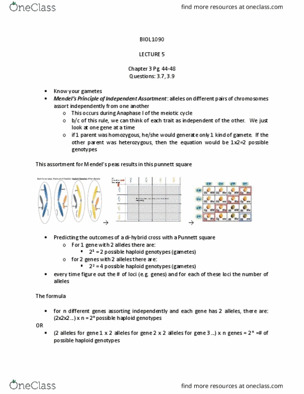 BIOL 1090 Lecture Notes - Lecture 5: Punnett Square, Dihybrid Cross, Mendelian Inheritance thumbnail