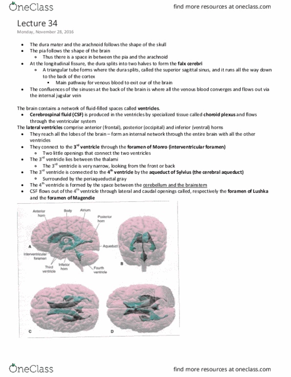 ANAT 321 Lecture Notes - Lecture 34: Superior Sagittal Sinus, Arachnoid Granulation, Choroid Plexus thumbnail