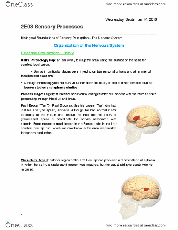 PSYCH 2E03 Chapter Notes - Chapter 2: Peripheral Nervous System, Paul Broca, Efferent Nerve Fiber thumbnail