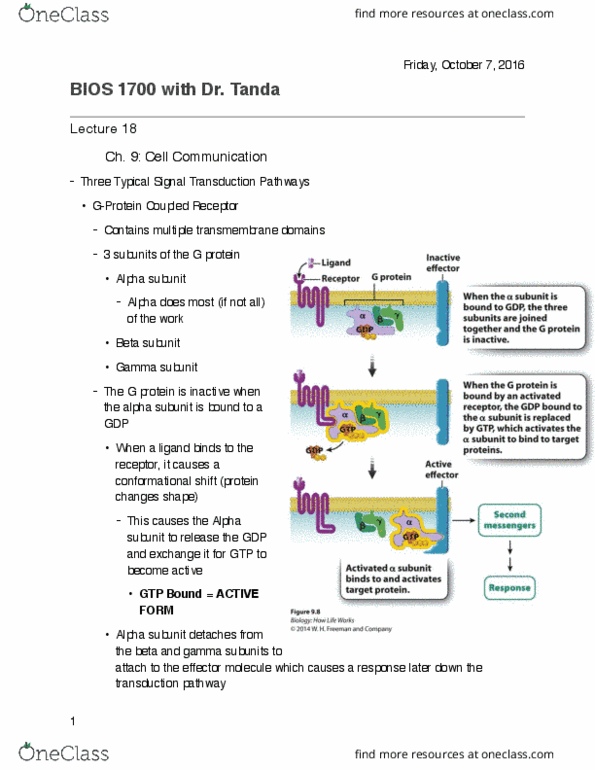 BIOS 1700 Lecture Notes - Lecture 19: Adenylyl Cyclase, Signal Transduction, Cyclic Adenosine Monophosphate thumbnail