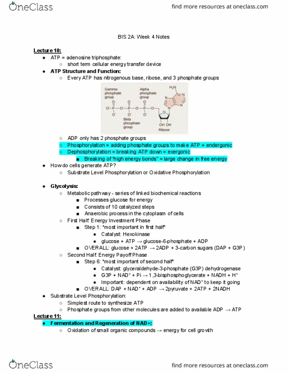 BIS 2A Lecture Notes - Lecture 4: Oxidoreductase, Coenzyme Q10, Glycolipid thumbnail