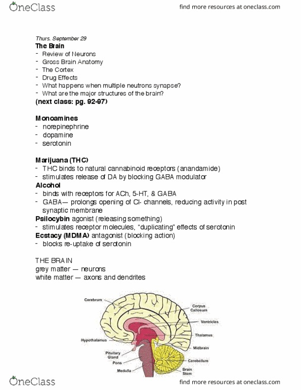 Psychology 1000 Lecture Notes - Lecture 10: Caudate Nucleus, Basal Ganglia, Hypothalamus thumbnail