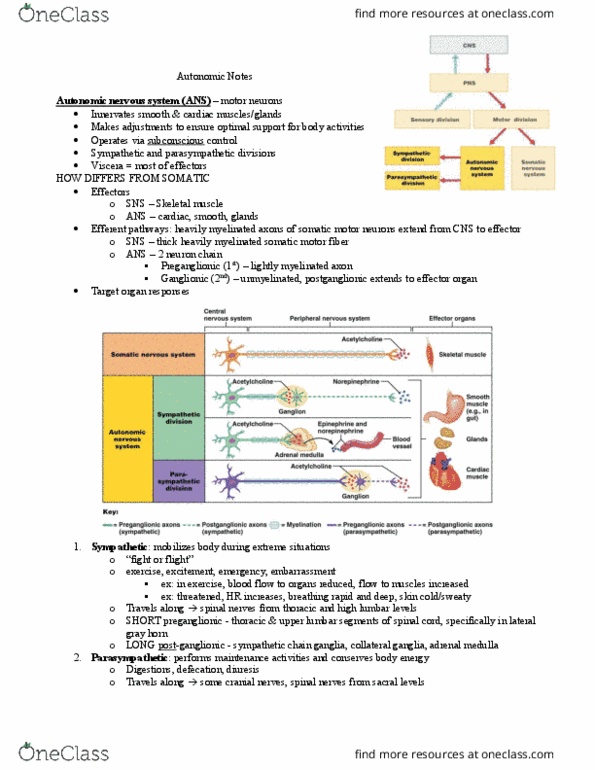 KAAP309 Lecture Notes - Lecture 14: Atropine, Limbic System, Phenylephrine thumbnail