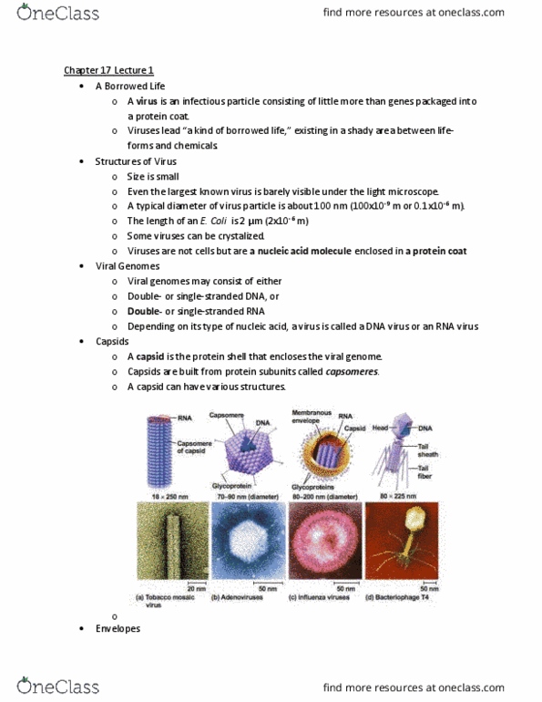 LIFE 120 Lecture Notes - Lecture 35: Lysosome, Veterinary Virology, Reverse Transcriptase thumbnail