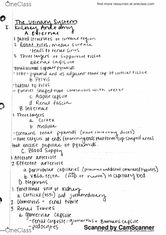 ALS 2304 Lecture 26: Urinary System thumbnail