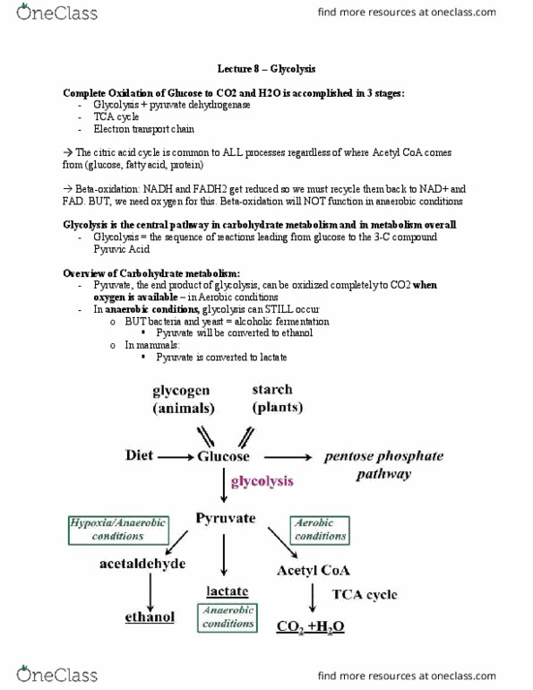 BIOC 2580 Lecture Notes - Lecture 8: Coenzyme Q10, Mitochondrial Matrix, Thiamine thumbnail