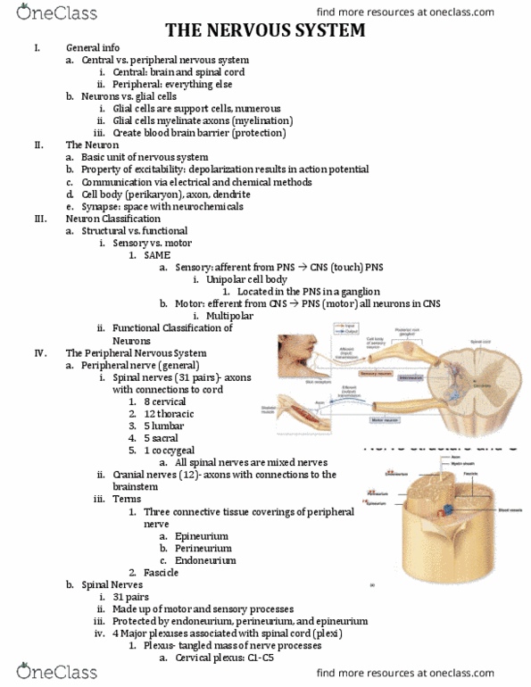 BIO 201 Lecture Notes - Lecture 3: Cerebellum, Motor Cortex, Cranial Cavity thumbnail