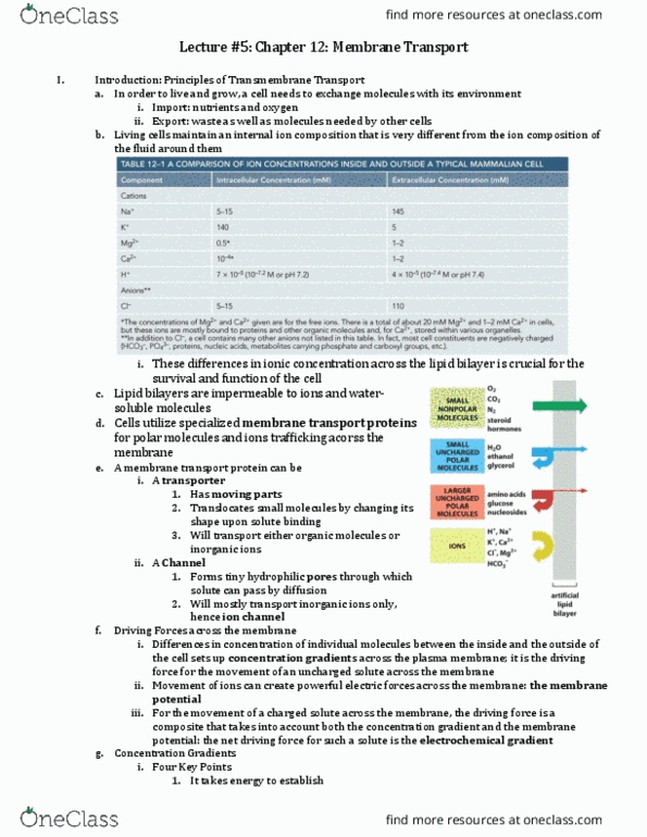 BIO 203 Lecture Notes - Lecture 5: Potassium Channel, Cytosol, Epithelium thumbnail