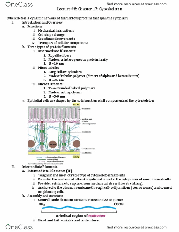 BIO 203 Lecture Notes - Lecture 8: Neuromuscular Junction, Actomyosin Ring, Lamellipodium thumbnail
