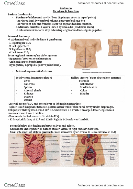 NURS 202 Lecture Notes - Lecture 4: Abdominal Cavity, Endorphins, Nerve Tract thumbnail