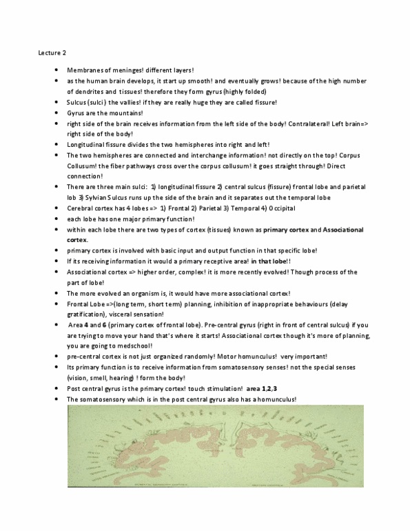 PSYB65H3 Lecture Notes - Lecture 2: Posterior Cerebral Artery, Central Canal, Meddle thumbnail