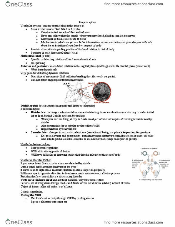 Kinesiology 3480A/B Lecture Notes - Lecture 11: Semicircular Canals, Sagittal Plane, Vestibular System thumbnail