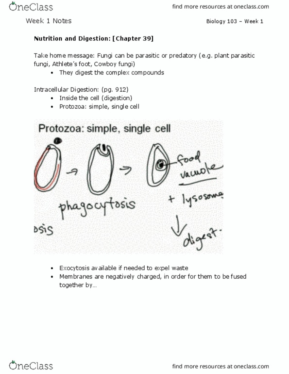 BIOL 103 Lecture Notes - Lecture 1: Salivary Gland, Cellulase, Digestive Enzyme thumbnail