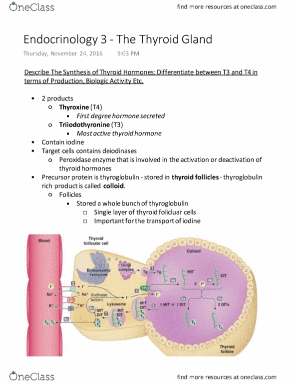 PHS 3341 Lecture 15: Endocrinology 3 - The Thyroid Gland thumbnail
