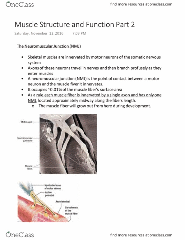 PHS 3341 Lecture 13: Muscle Structure and Function Part 2 thumbnail