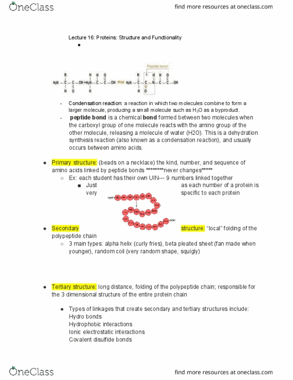 FSHN 101 Lecture Notes - Lecture 16: Beta Sheet, French Fries, Alpha Helix thumbnail
