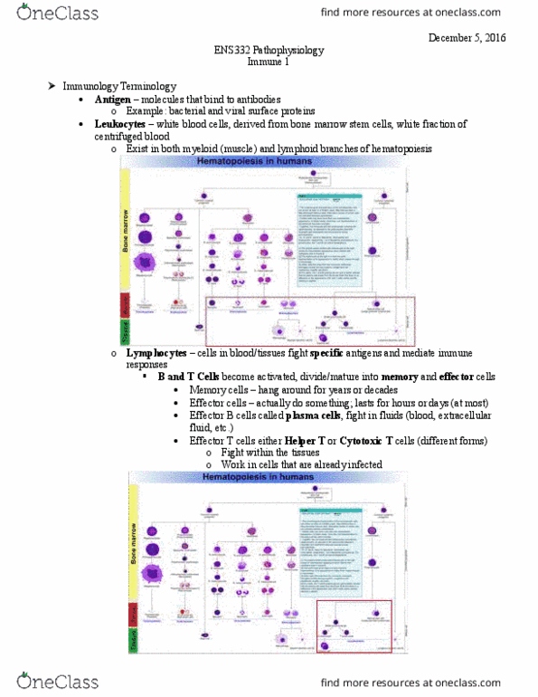 ENS 332 Lecture Notes - Lecture 21: T Helper Cell, Antigen-Presenting Cell, Mhc Class Ii thumbnail