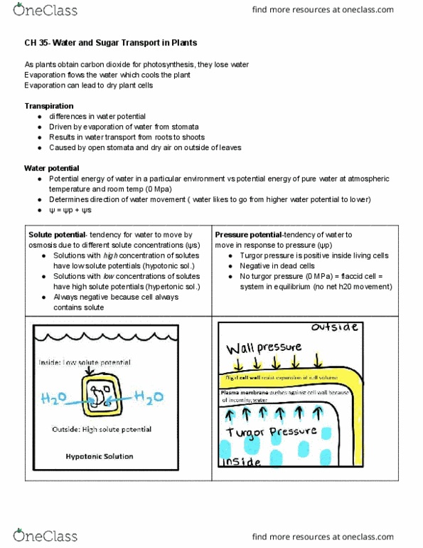 BIOL 1361 Lecture Notes - Lecture 35: Turgor Pressure, Water Potential, Potential Gradient thumbnail