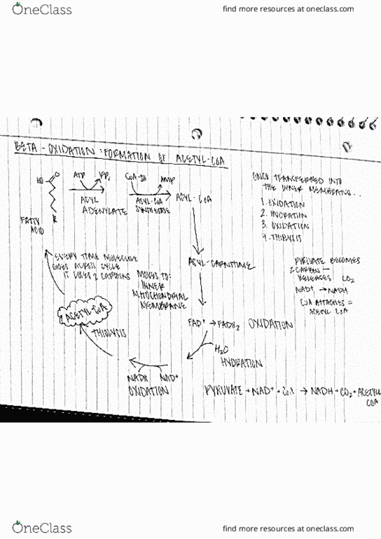 BIO 311C Lecture 10: Cellular Respiration Notes thumbnail