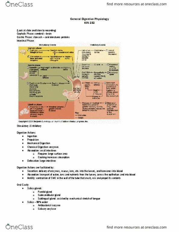 KIN 232 Lecture Notes - Lecture 17: Sphincter, Ghrelin, Intrinsic Factor thumbnail