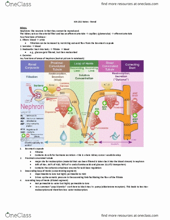 KIN 232 Lecture Notes - Lecture 15: Efferent Arteriole, Homeostasis, Sympathetic Nervous System thumbnail