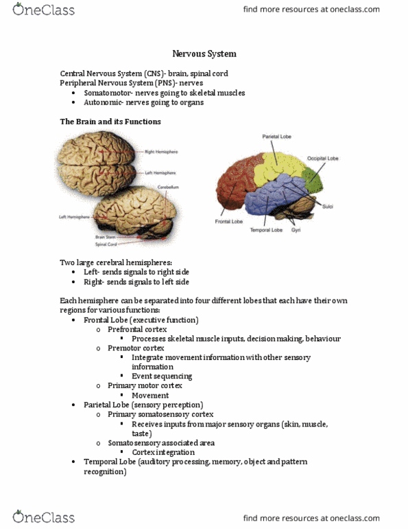 Physiology 1020 Lecture Notes - Lecture 6: Parasympathetic Nervous System, Skeletal Muscle, Hypothalamus thumbnail