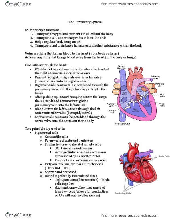 Physiology 1020 Lecture Notes - Lecture 8: Diastole, Superior Vena Cava, Pulmonary Vein thumbnail