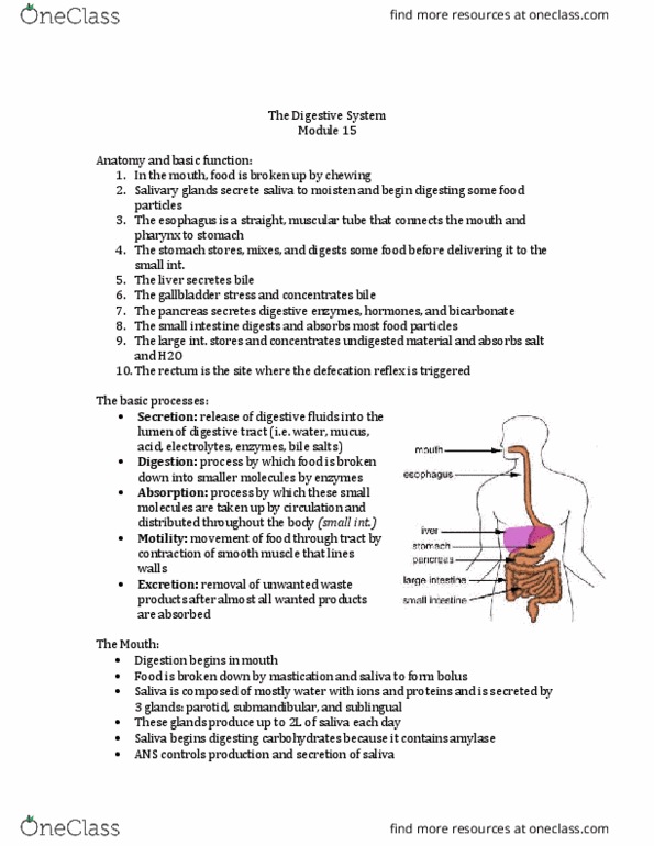 Physiology 1020 Lecture Notes - Lecture 15: Salivary Gland, Vitamin K, Bile Acid thumbnail