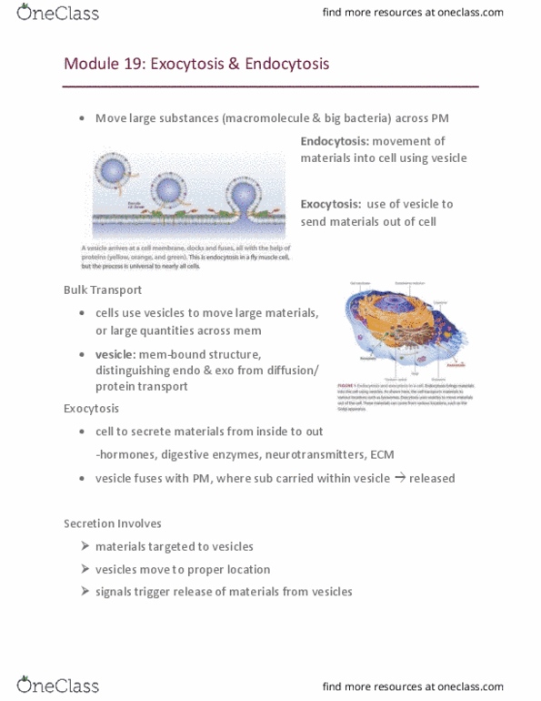 BI110 Chapter Notes - Chapter 19: Organelle, Invagination, Cytoskeleton thumbnail