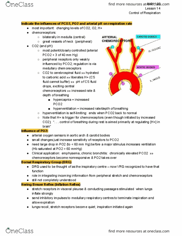 ANP 1105 Lecture Notes - Lecture 15: Ketone Bodies, Intercostal Nerves, Brain Ischemia thumbnail