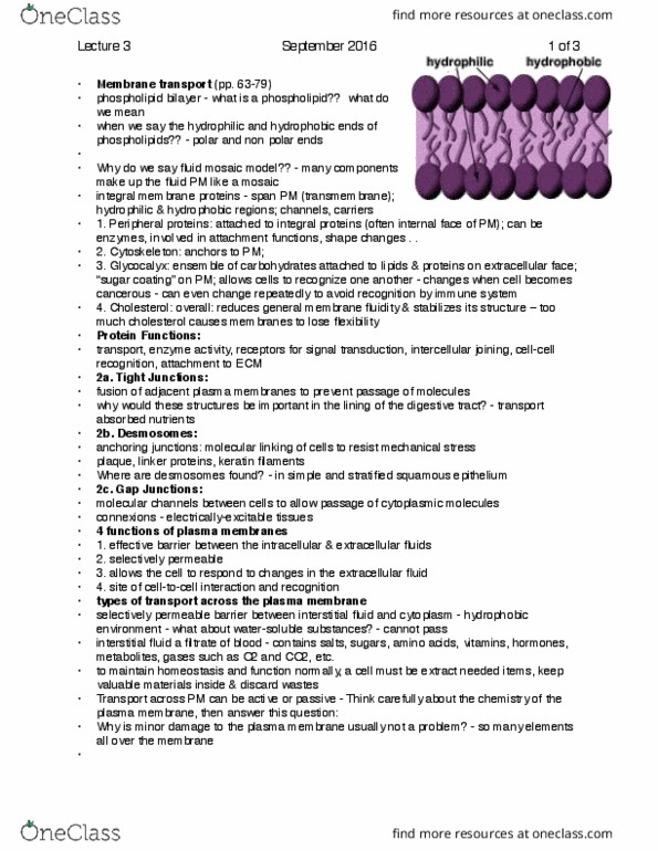 ANP 1105 Lecture Notes - Lecture 3: Lipid Bilayer, Epithelium, Facilitated Diffusion thumbnail