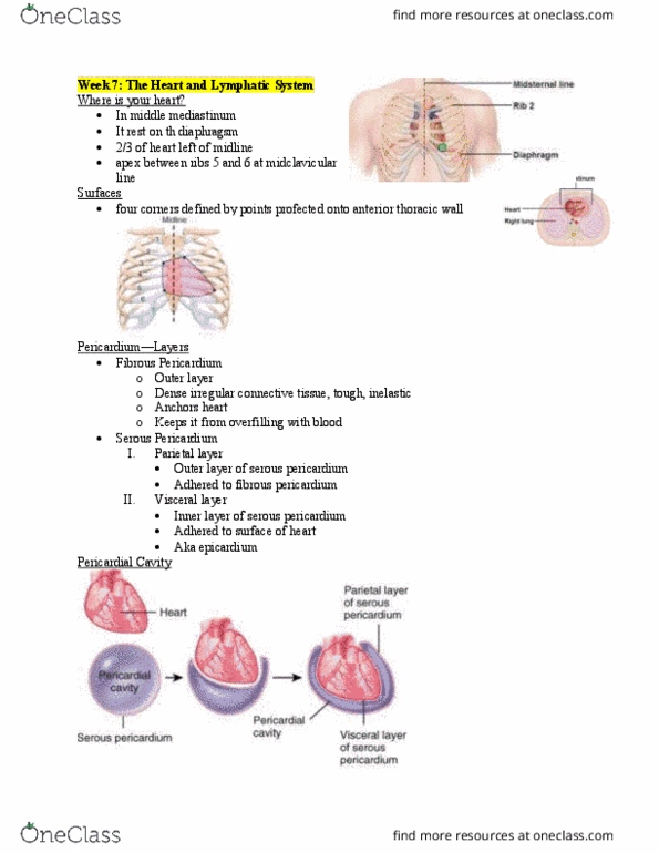 Anatomy and Cell Biology 2221 Lecture Notes - Lecture 7: Subclavian Vein, Aorta, Coronary Sinus thumbnail